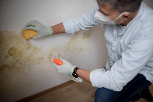 Best Post-Flood Mold Remediation in Clermont, IN