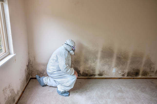 Professional Mold Remediation in Clermont, IN